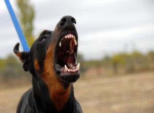 The dog barking with big and strong teeth 