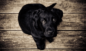 The top angle of black color small dog in Elmwood Park, New Jersey