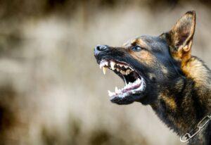 Rights of Dog Bite Victims in NJ